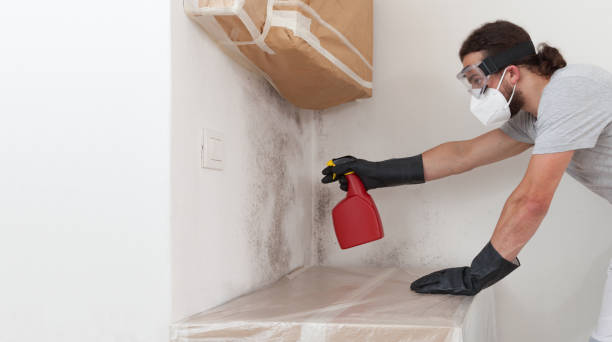 Professional Black Mold Removal technician working in Wallingford, PA